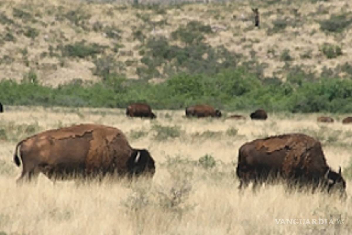 Chihuahua libera 23 búfalos protegidos