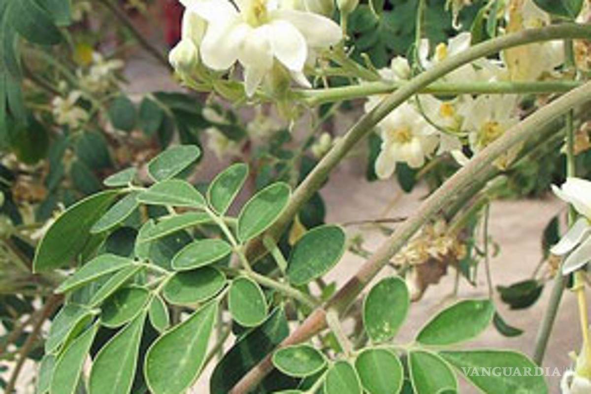 Moringa: Ciencia de la vida; Arbol e insectos prodigio