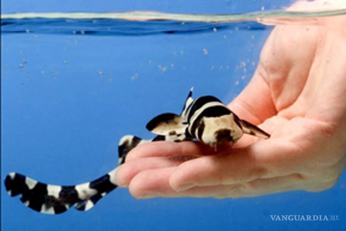 Tiburón se reproduce sin macho en acuario de Alemania