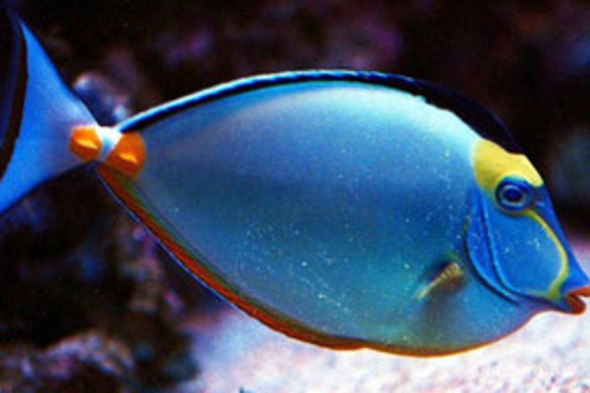 Los peces sí tienen memoria