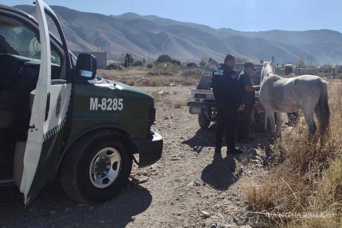 Provoca pirotecnia que desde perros hasta caballos huyan de sus hogares en Saltillo