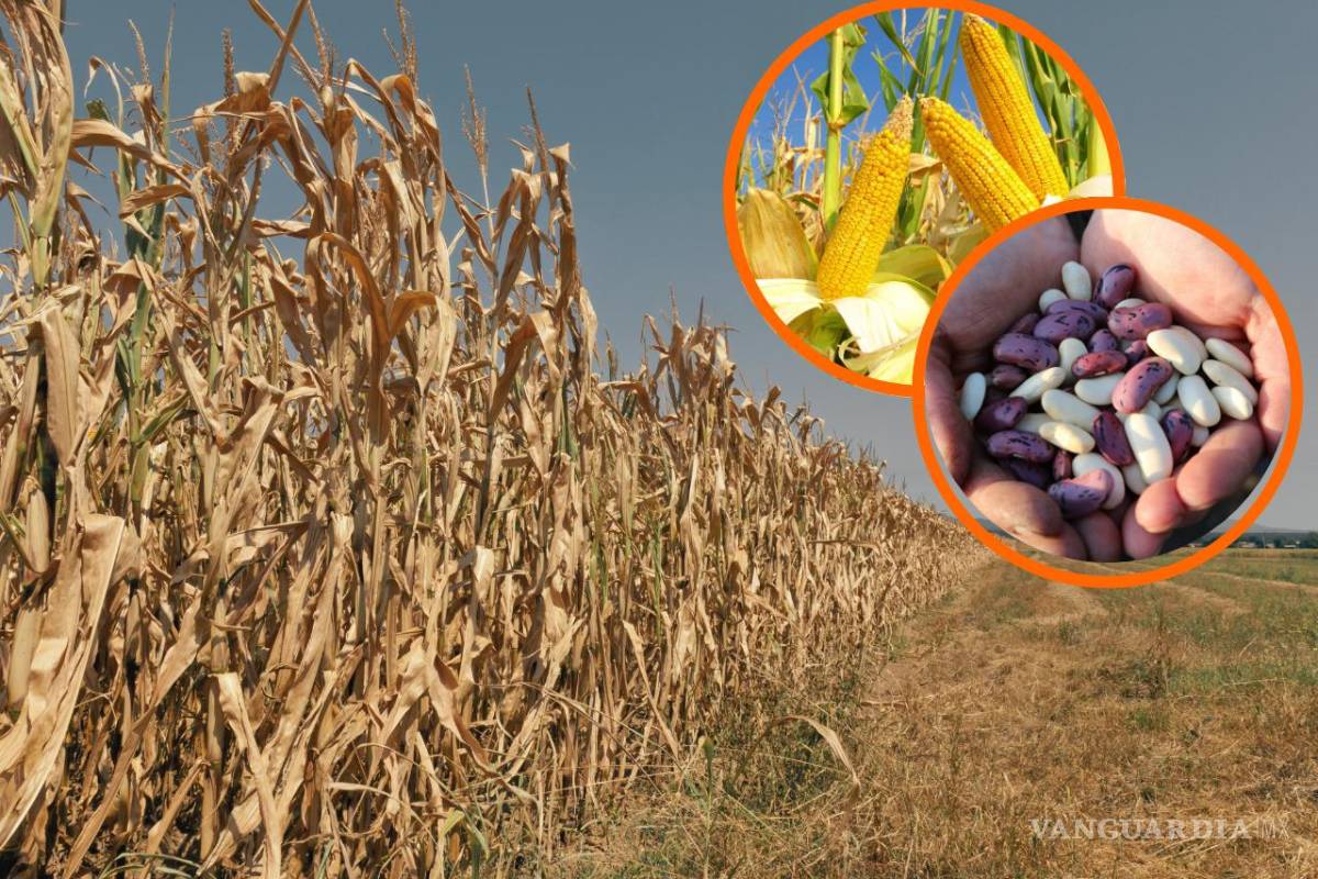 Cultivos de temporada enfrentan estragos en Zacatecas y Durango; frijol y maíz principales afectados