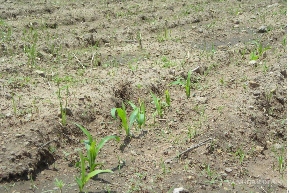 Preocupa asignación de recursos al campo para el próximo sexenio de Sheinbaum