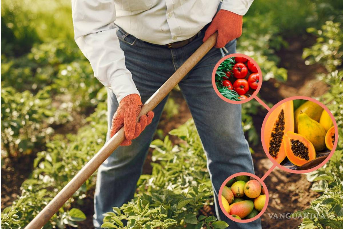Crimen organizado controla siembra de papaya y limón en el sur de México