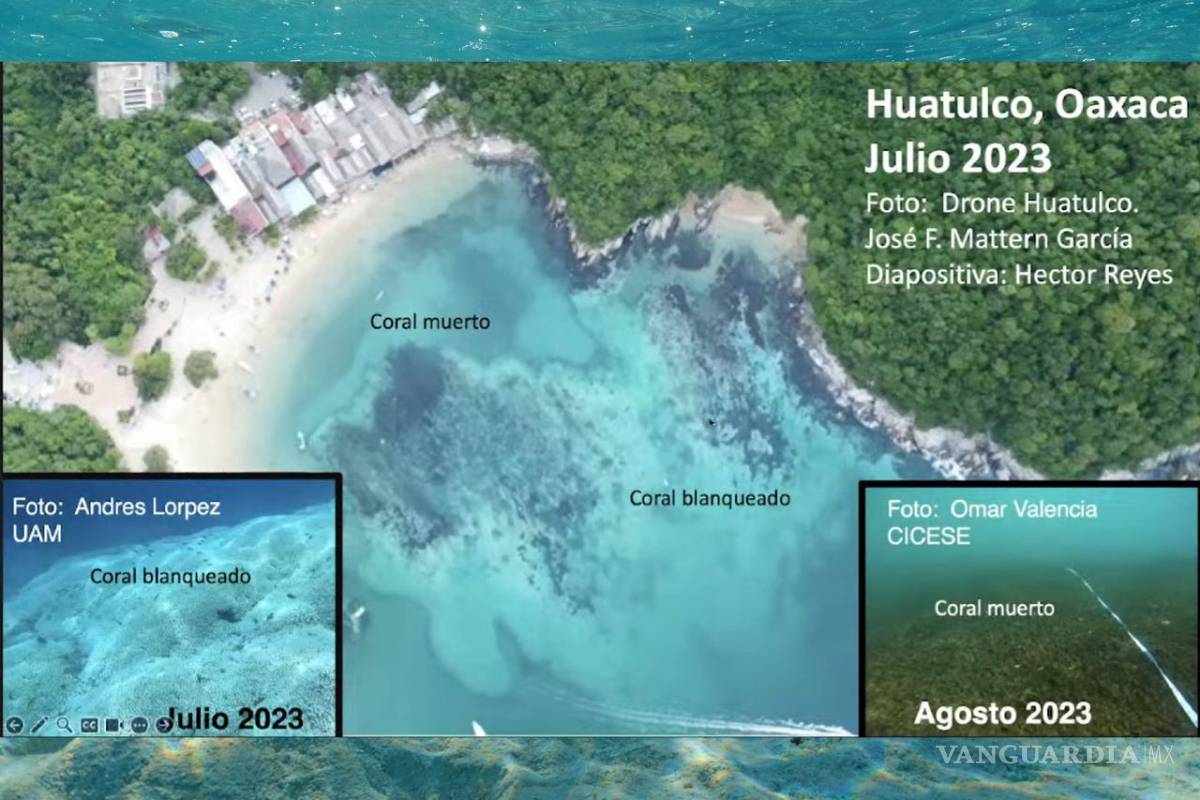 Alerta UNAM muerte masiva de corales en las costas de México