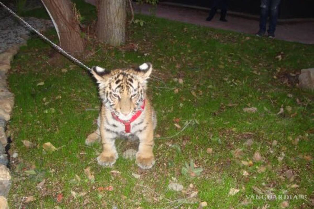 Profepa asegura tigre de bengala en Tijuana; dueño lo paseaba por la calle