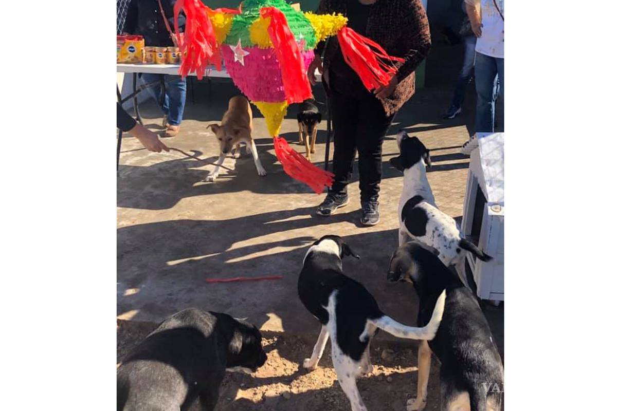 Perritos rescatados celebran posada con piñata y comida especial en Tamaulipas