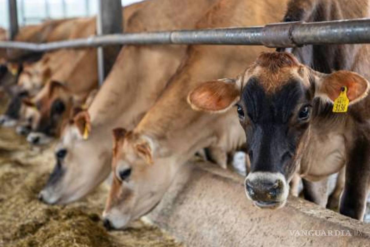 Estiman más de 110 mdd en pérdidas por gusano barrenador