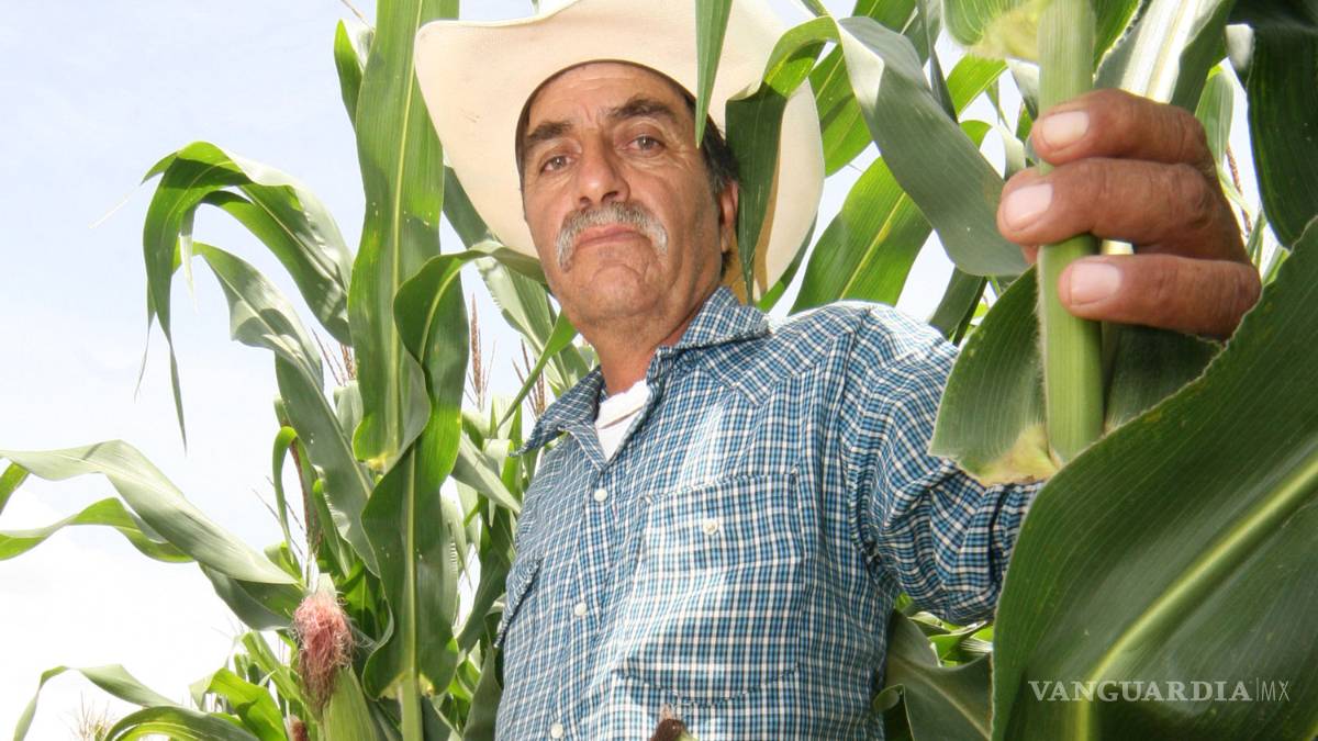 Calor no afecta cosechas en Coahuila