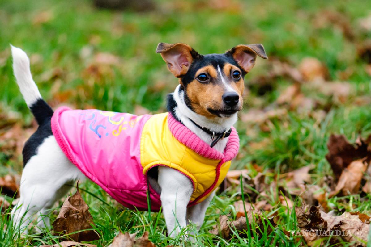 Vestir a perros se considera maltrato animal: entrenador
