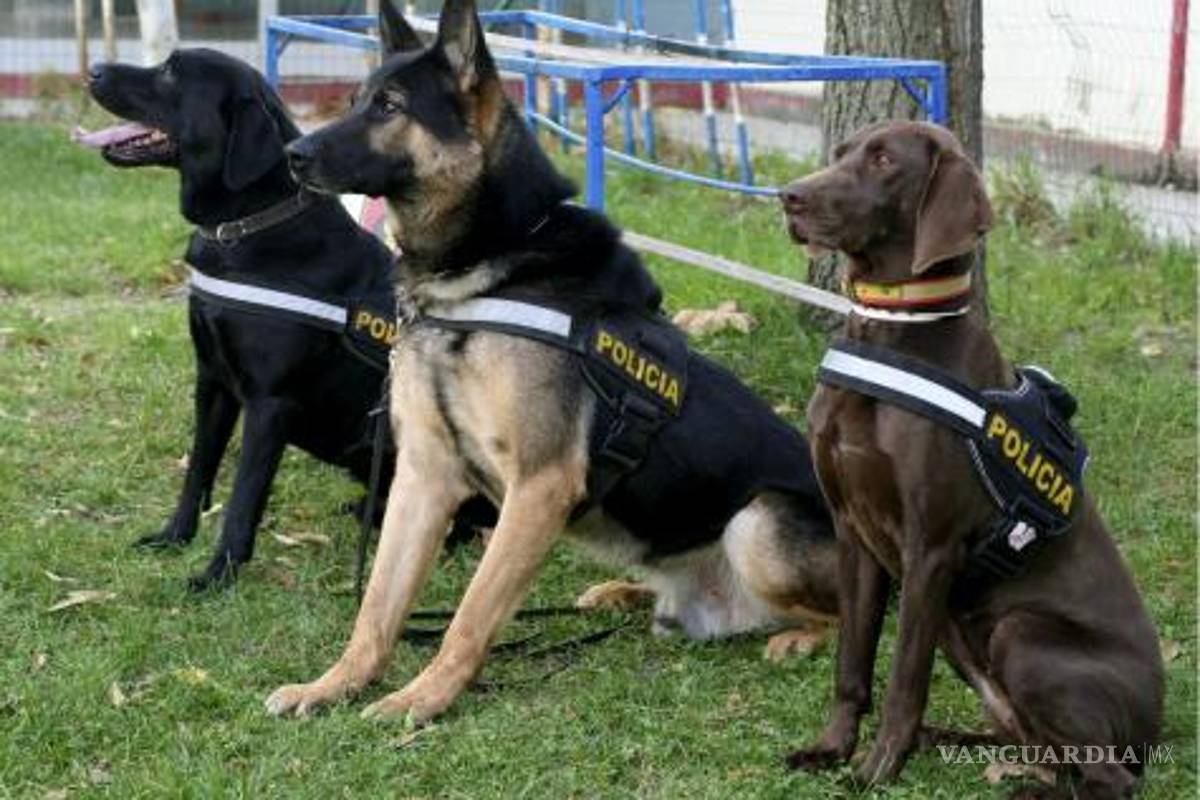 Perro de la Policía Federal detecta droga en oso de peluche