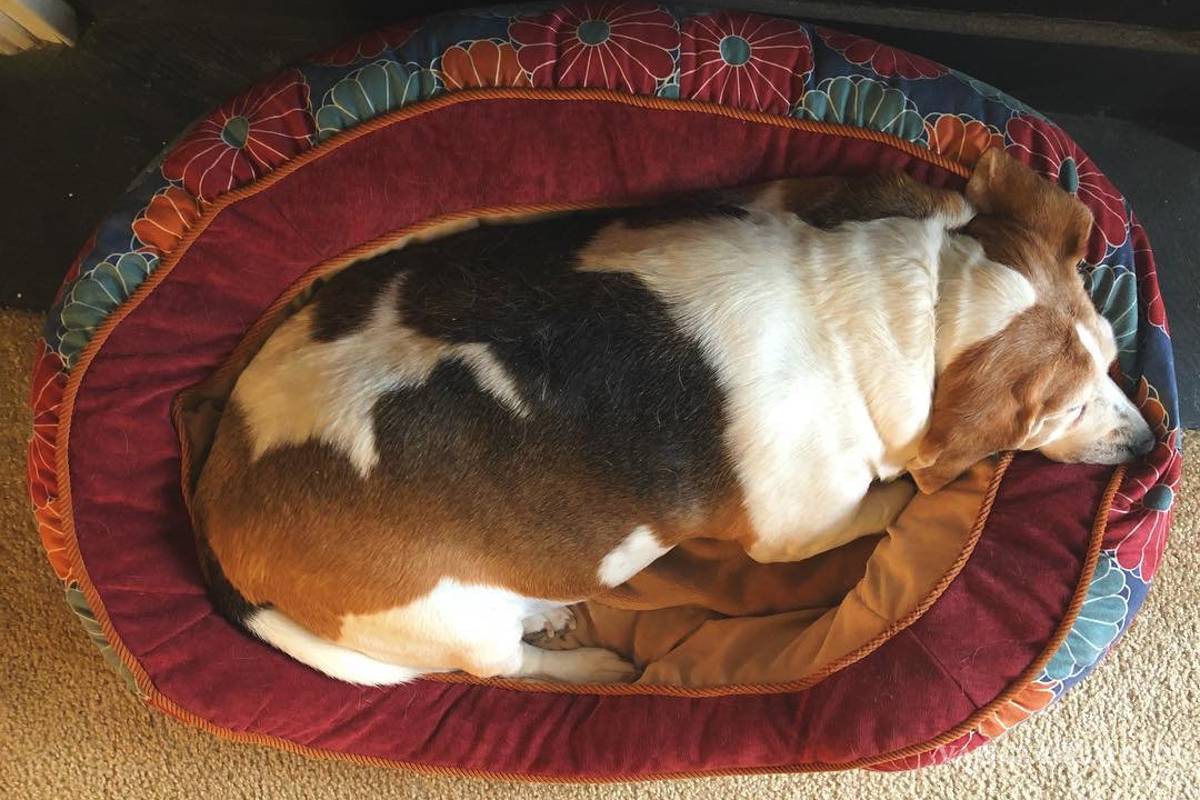 Perro con obesidad mórbida tiene radical cambio tras dieta y ejercicio