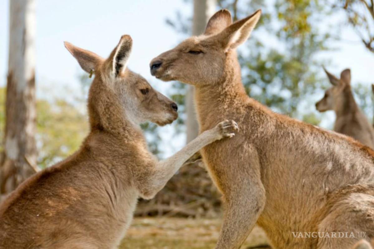 Decomisan docenas de animales exóticos en la frontera de Turquía