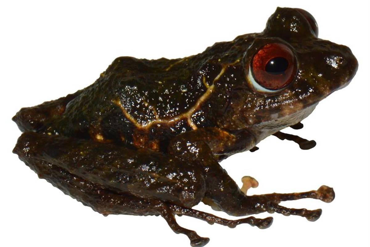 Nueva especie de rana descubierta en Ecuador es nombrada "ledzeppelin"