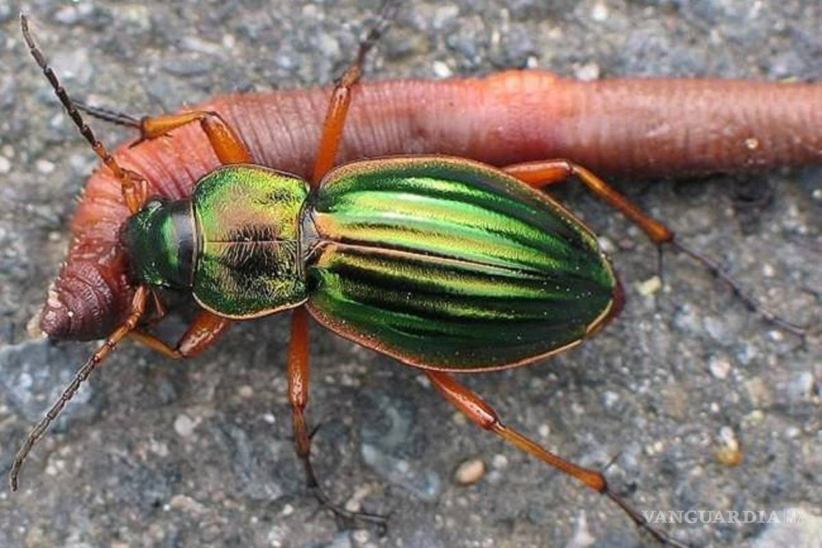 ¿Es peligroso el Escarabajo Bombardero?... alertan por este insecto y aquí te contamos cómo deshacerse de ellos