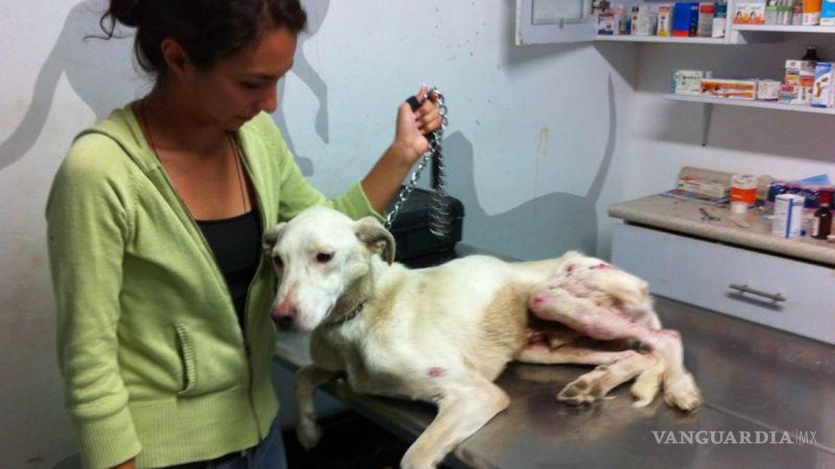 ‘El Güero’, el perrito callejero de Arteaga que ahora cuida una empresa y ‘adoptó’ un gato