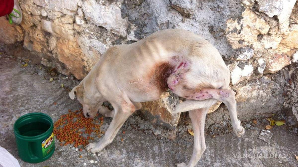 ‘El Güero’, el perrito callejero de Arteaga que ahora cuida una empresa y ‘adoptó’ un gato