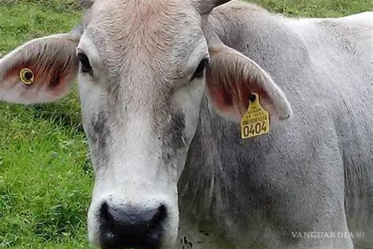 Garantizado el abasto de aretes Siniga para ganaderos de Coahuila