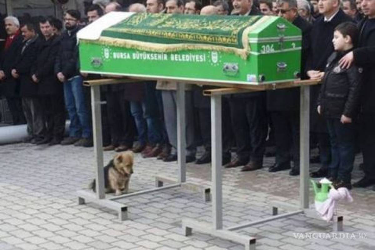 Este perrito acompañó a su amo hasta la tumba