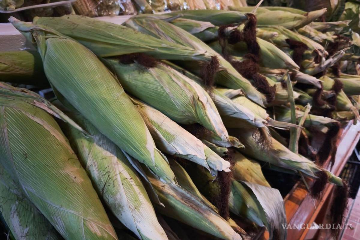 $!La SDR no ha recibido solicitudes de apoyo para siembra de maíz blanco durante los últimos dos años, lo que confirma su baja presencia en el estado.