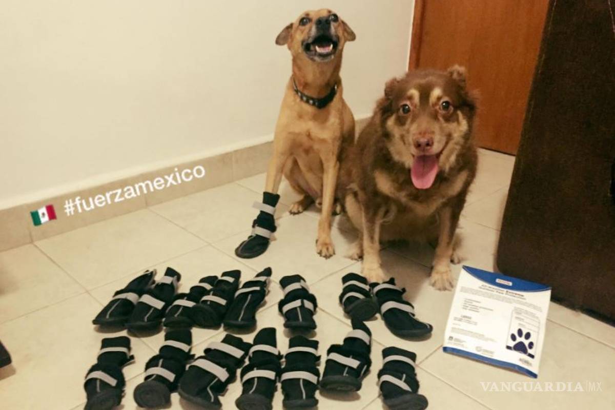 México pide que donen botitas para los perros de rescate