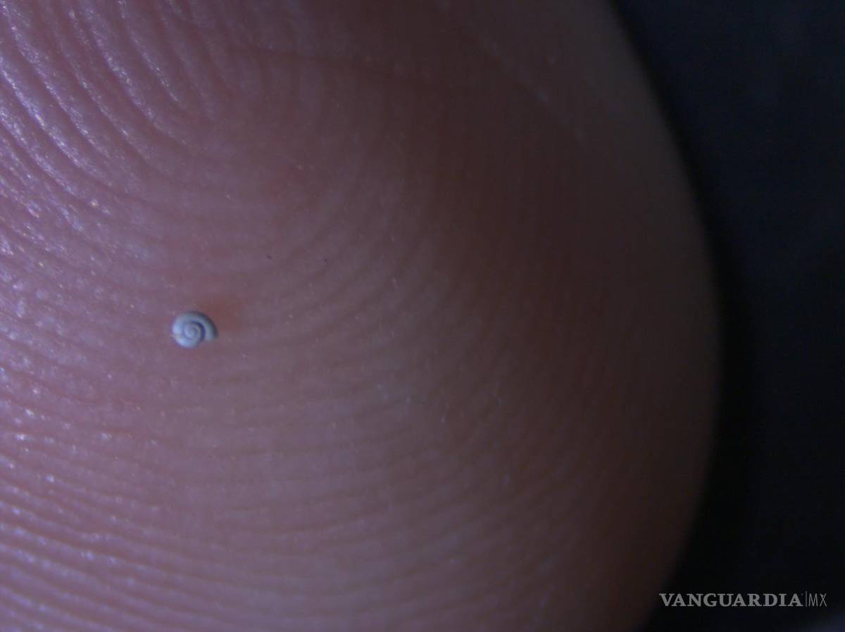 $!Esta nueva especie de caracol fue ubicado en la zona de Los Chorros, en la Región Sureste de Coahuila.