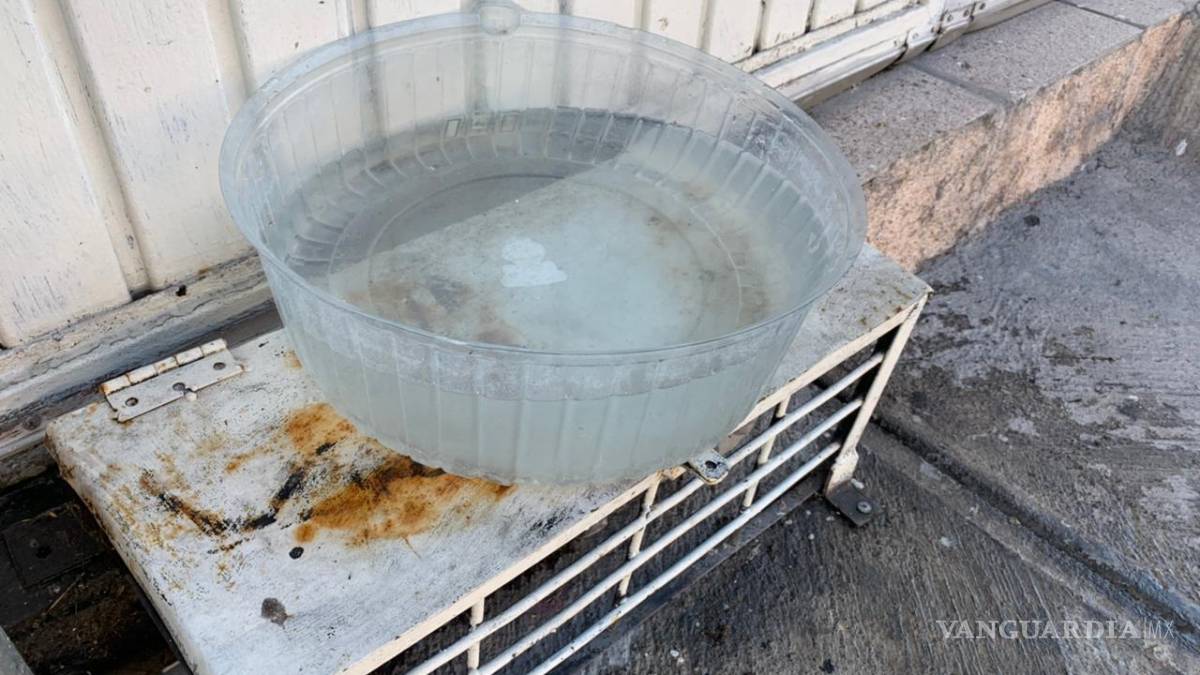 Saltillenses colocan agua en las puertas de su casa para perros (de vecinos y callejeros)