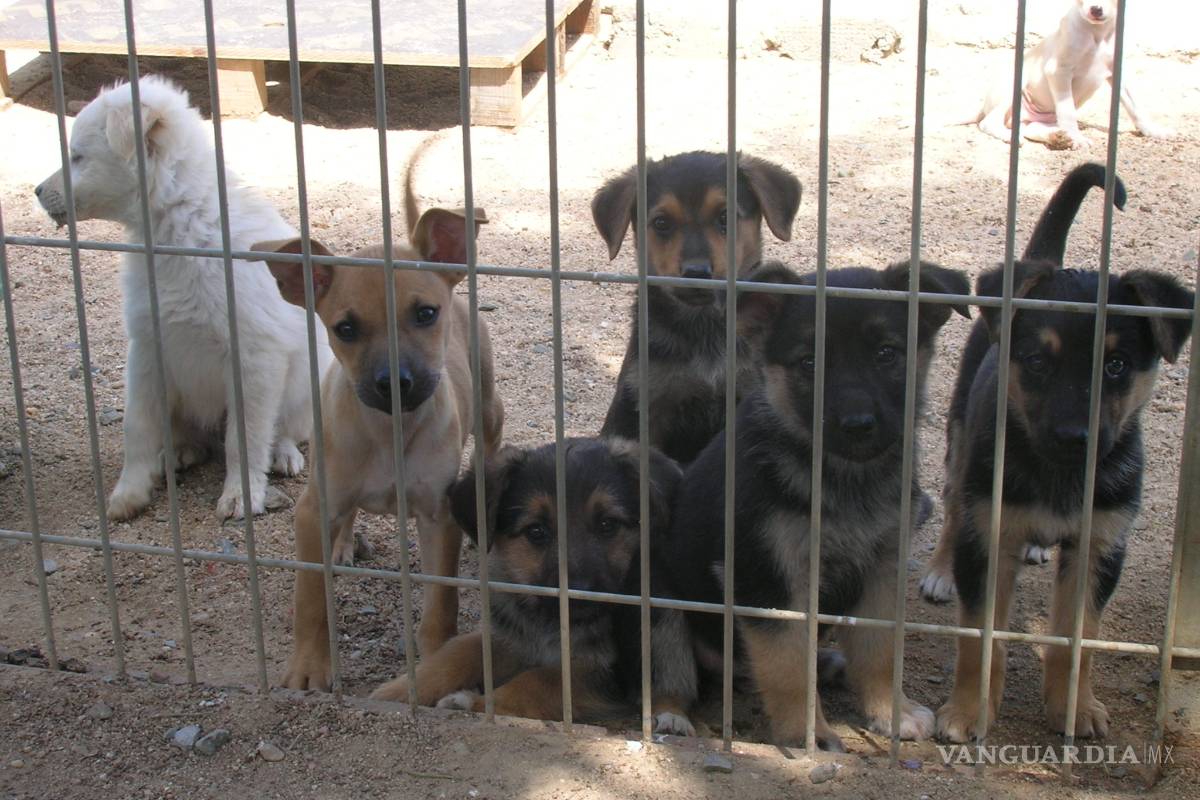 ¿Qué hacer con su mascota cuando salga de viaje?