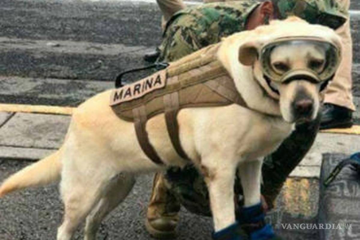 &quot;Marina-Chan&quot;, así le dicen a la rescatista 'Frida' en Japón