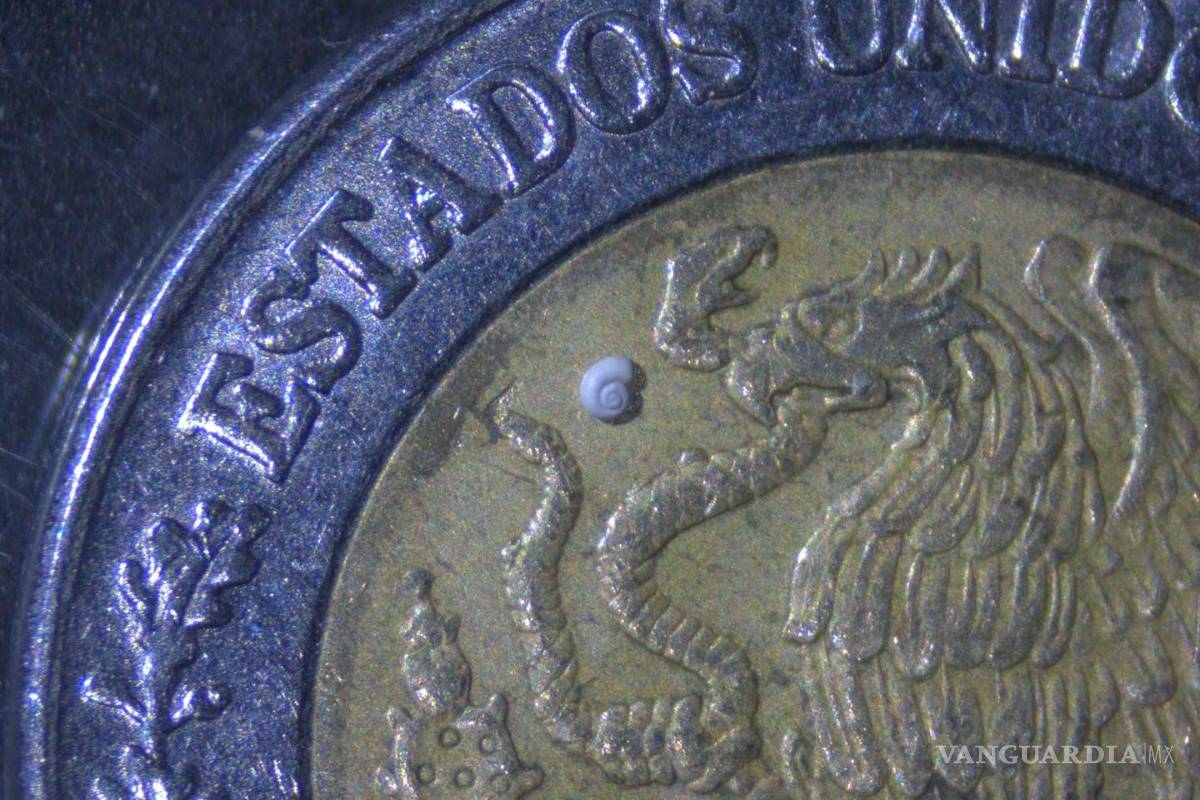 Descubren en Coahuila el caracol de agua dulce más pequeño del mundo