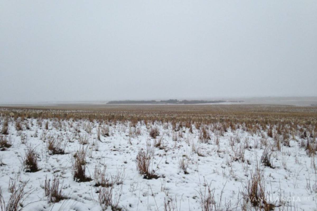 ¿Puedes ver las 550 ovejas de esta foto?