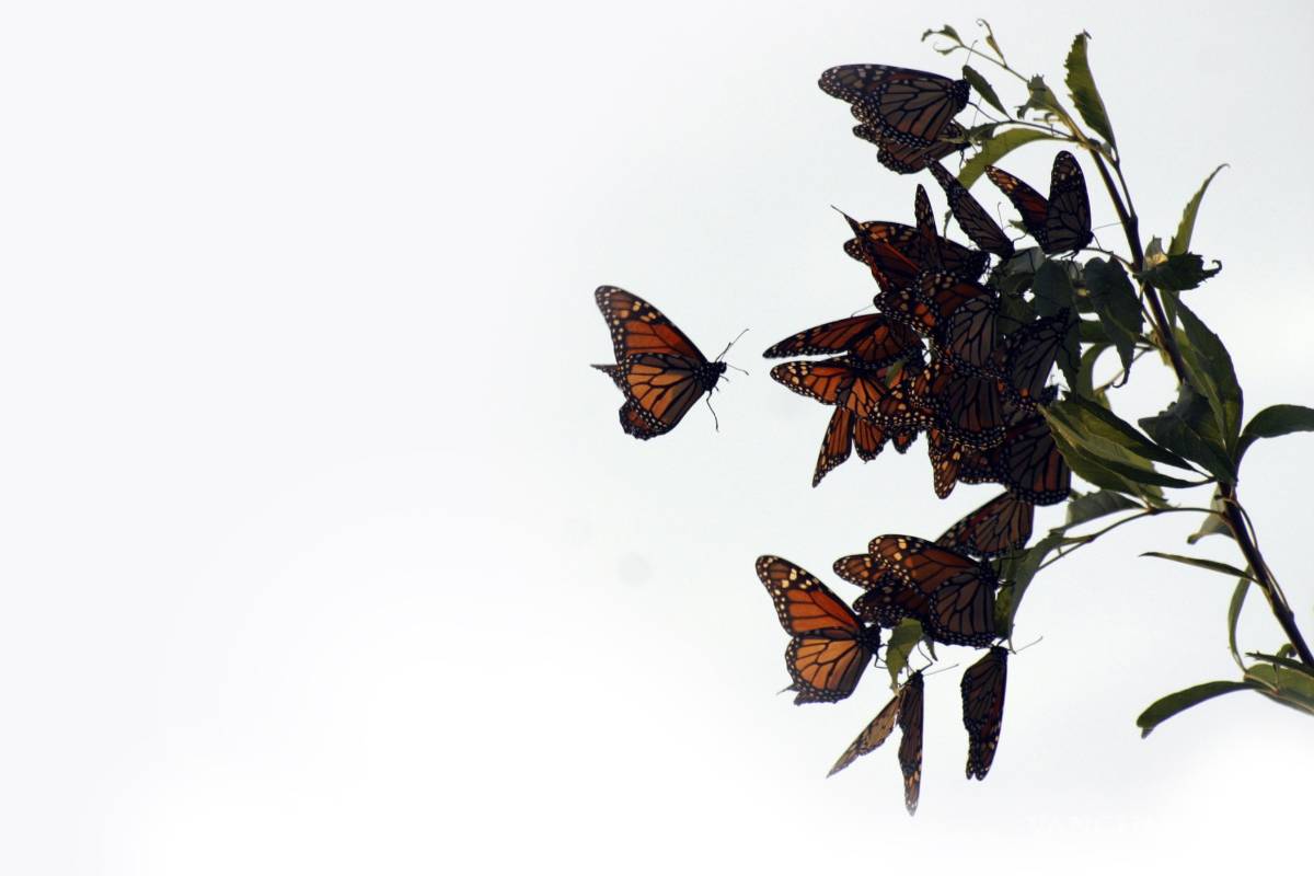 Preparada Saltillo para el paso de la monarca