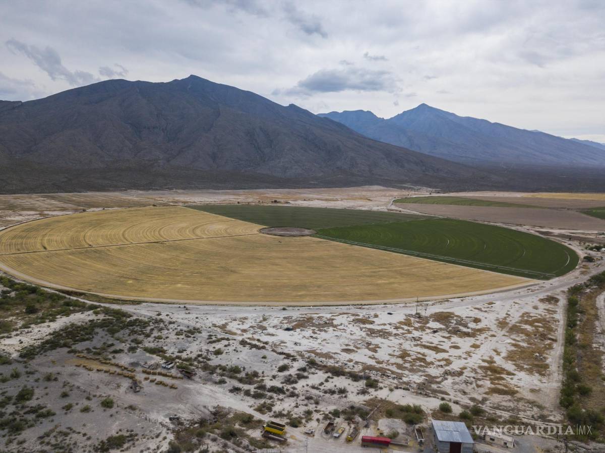 $!Cultivo de alfalfa realizado con la técnica llamada rondín, la cual se practica sobre superficies que tienen forma circular. Suele usarse para siembra de la alfalfa con la que se alimenta el ganado lechero.