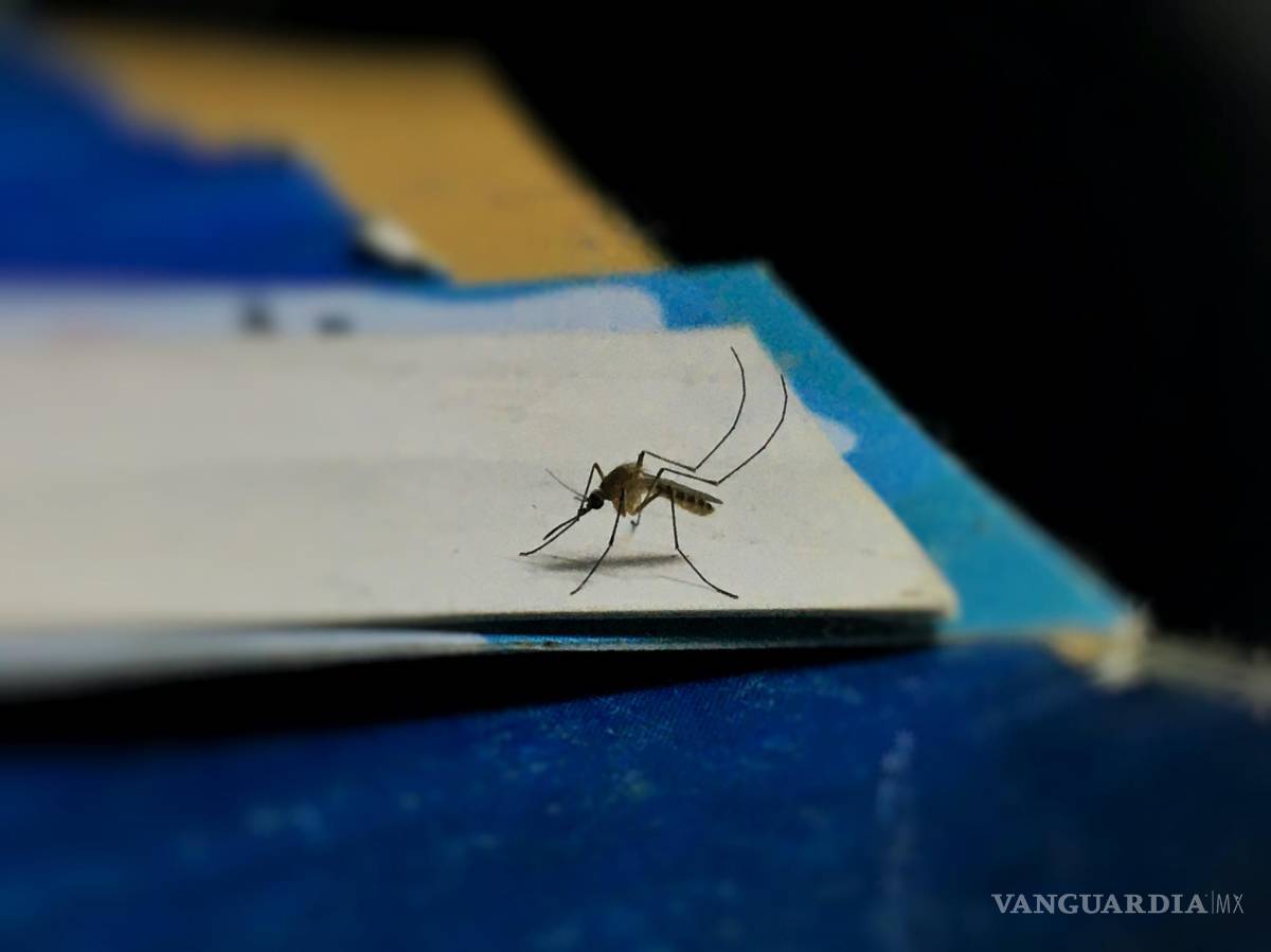 $!No hay una sola razón definitiva por la que algunas personas son más picadas que otras.