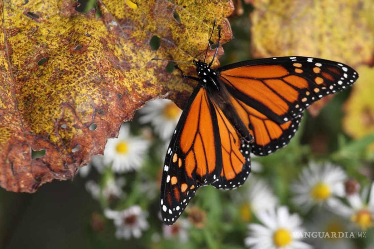 Con festival y develación de obra, dará Acuña bienvenida a la Mariposa Monarca