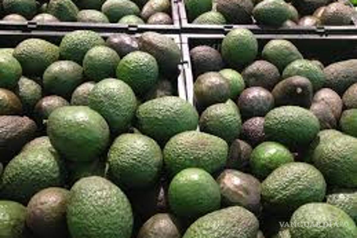 $!Aguacate vietnamita, rival de México en el mercado de EU