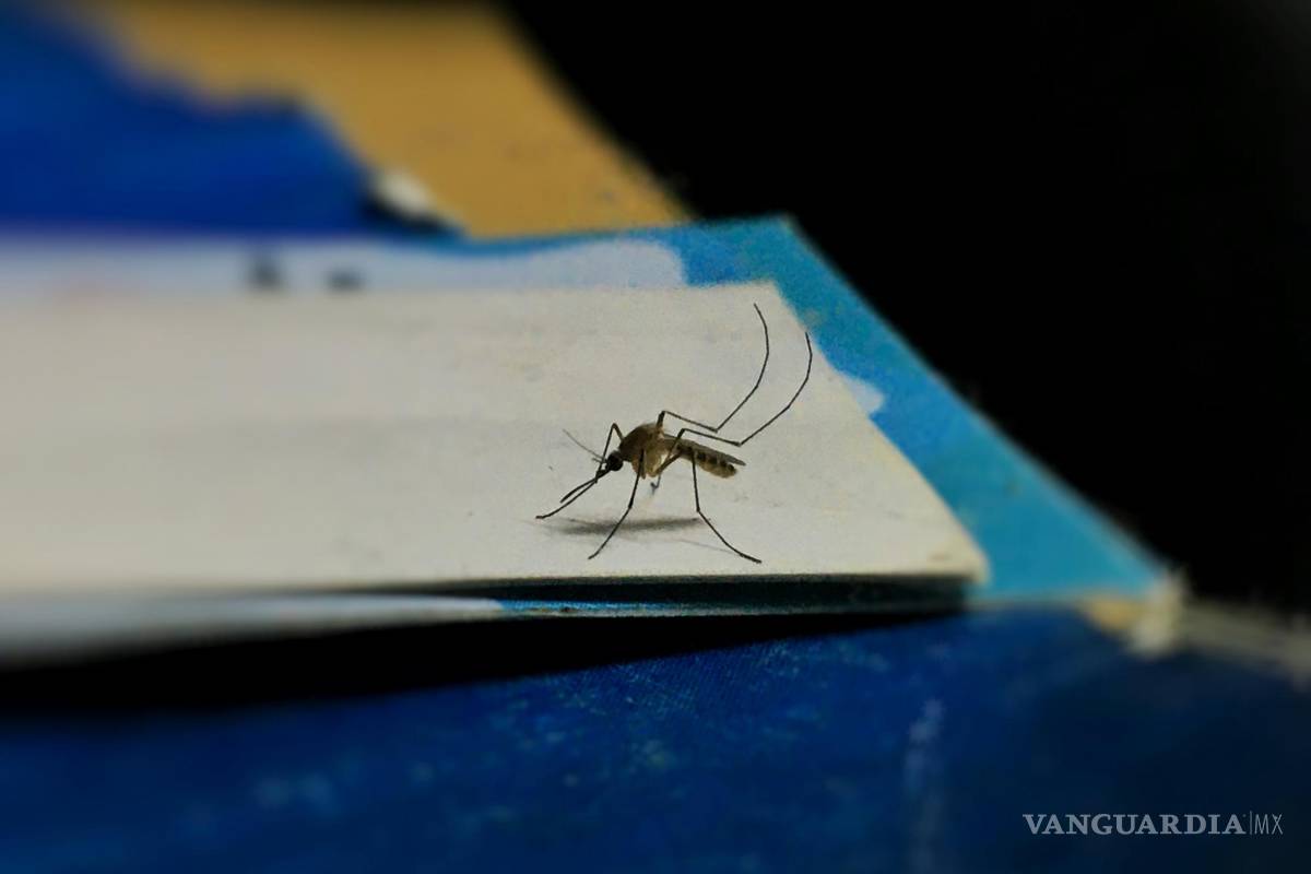 Secretaría de Salud confirma 103 casos de dengue en Coahuila; hay 460 más como casos probables