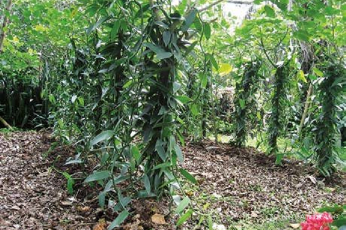 51% de producción nacional de vainilla está en riesgo debido al ‘fracking’