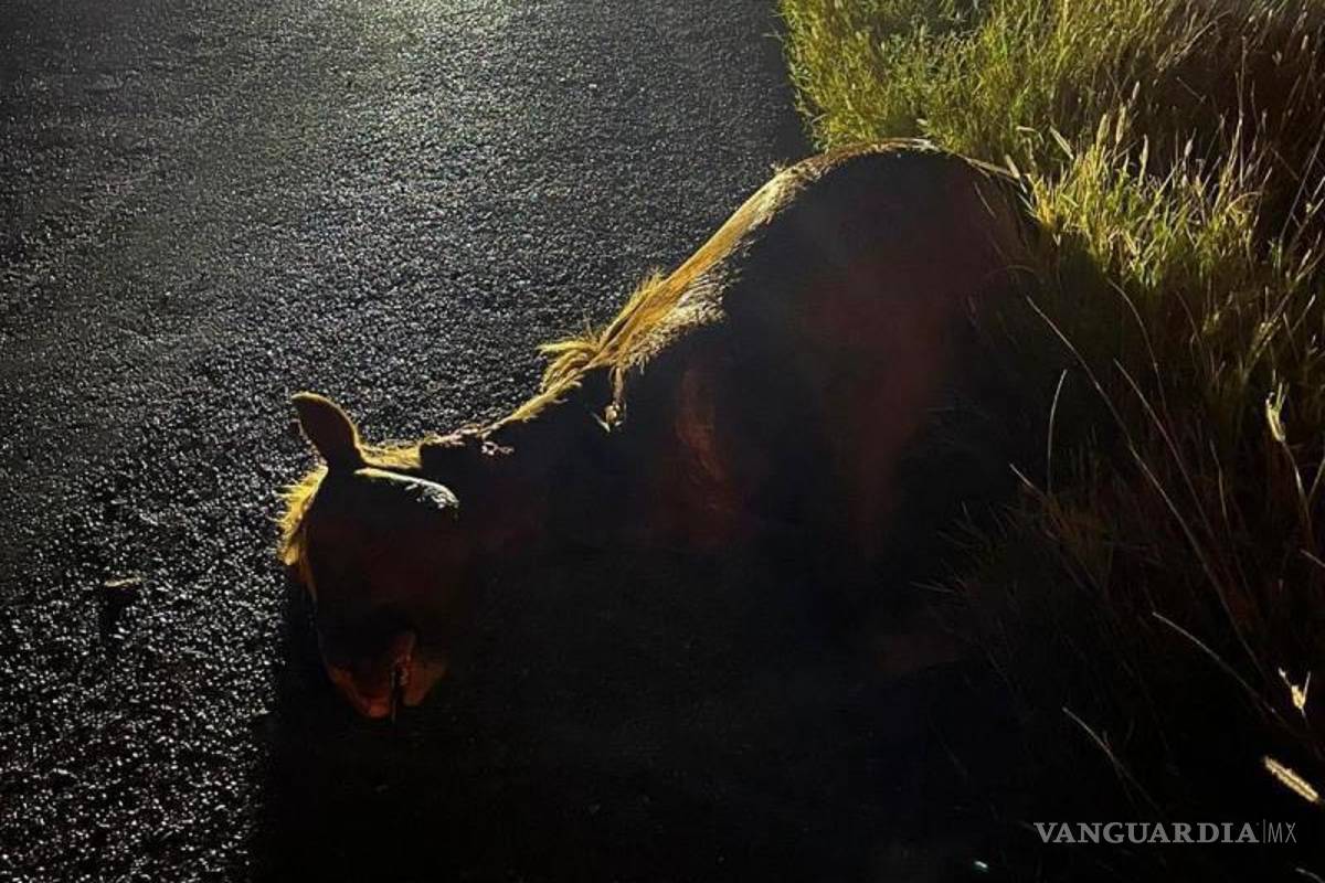 $!Un accidente causado por la irrupción de tres caballos en la vía, dejó como saldo un equino muerto y severos daños a un vehículo compacto.