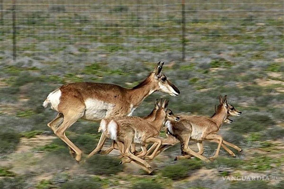 El berrendo peninsular, el mamífero de pezuña más veloz del mundo, se aleja de la extinción en México