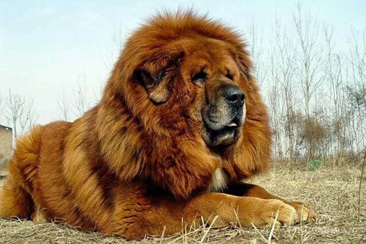 Consejero de Peña Nieto compró el perro más caro del mundo