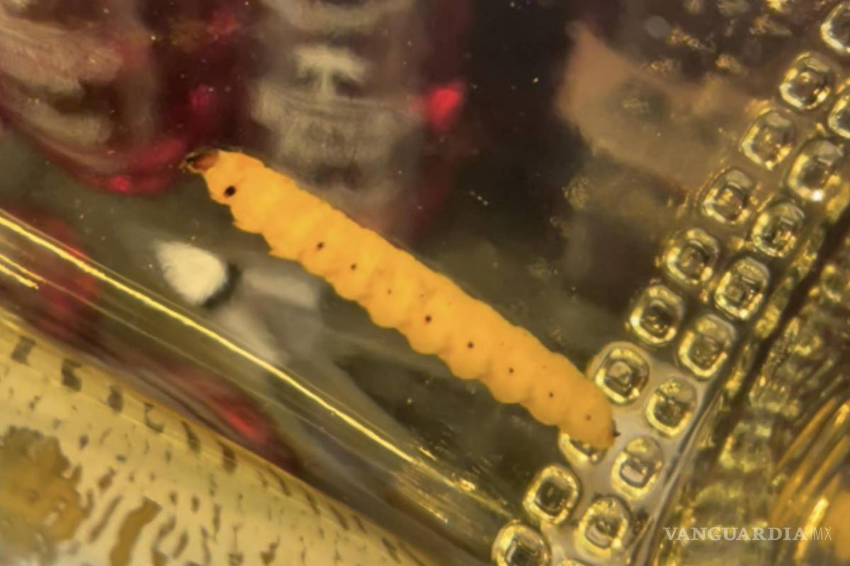 Científicos de Florida descubren que los gusanos en las botellas de mezcal en realidad son orugas de polilla