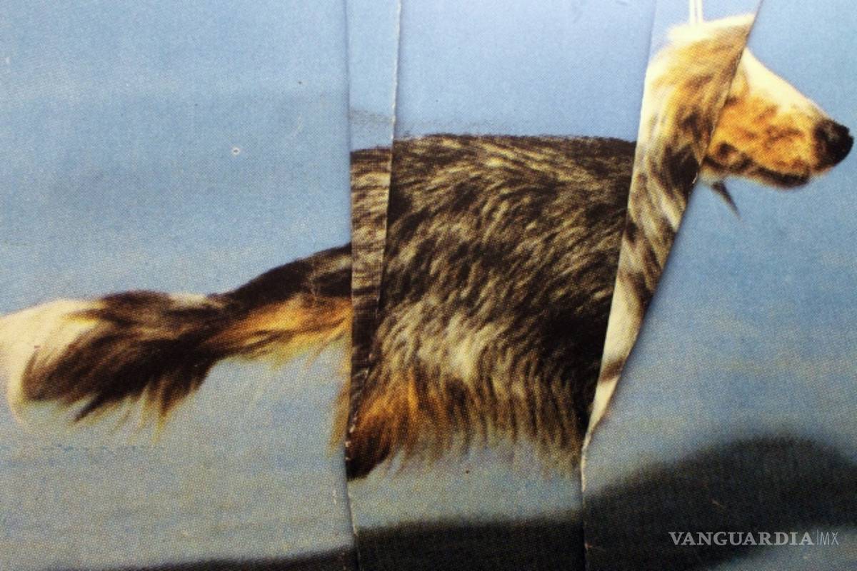 Exposición en Bruselas destaca la belleza de lo imperfecto