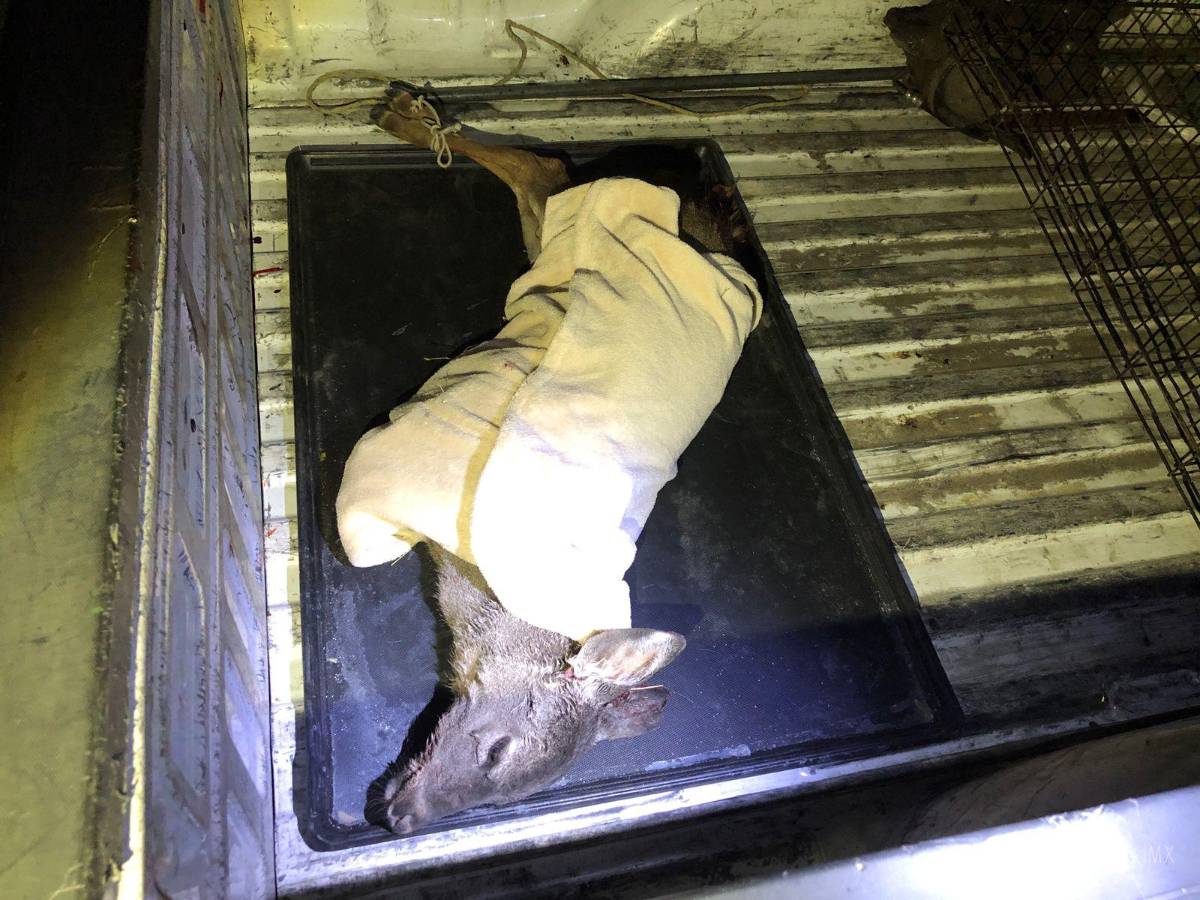 $!La cría de venado recibió atención en una veterinaria antes de ser trasladada a las instalaciones del Museo del Desierto para su recuperación.