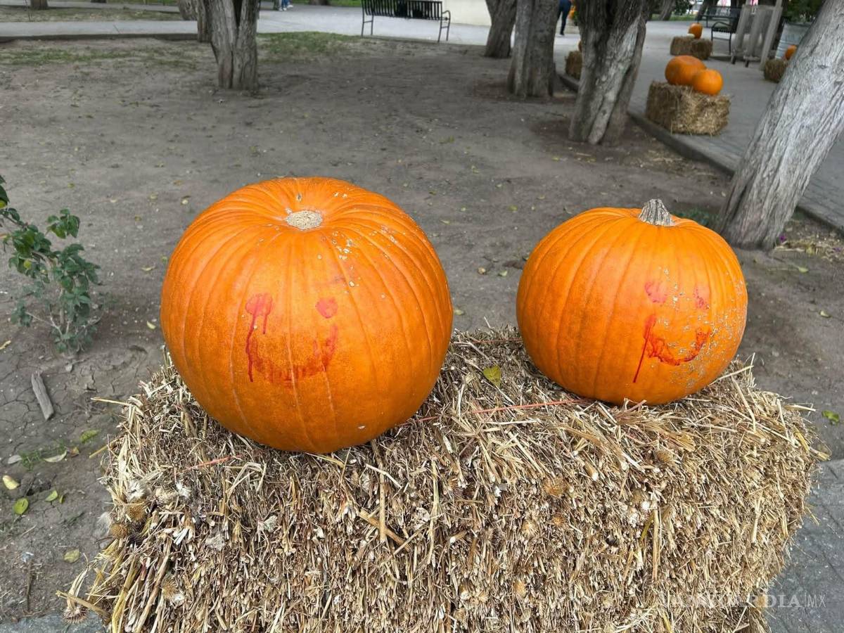 $!Los reportes indican que algunas calabazas habrían sido sustraídas y otras más aparecieron pintadas o rayadas.