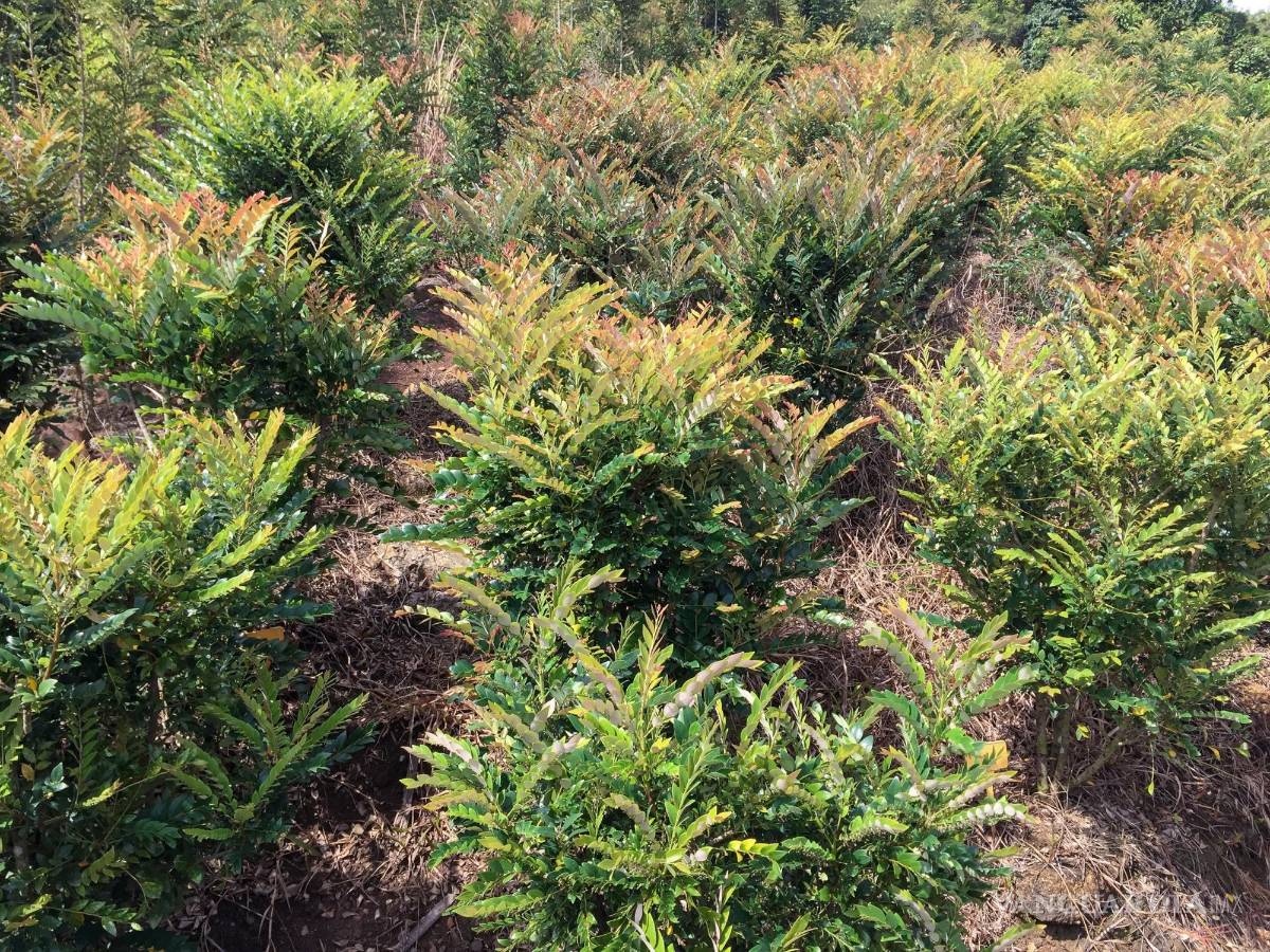 $!Cultivo metálico' de níquel Phyllanthus rufuschaneyi en un campo agrícola experimental en Sabah, Malasia. EFE/Antony van der Ent/UQ