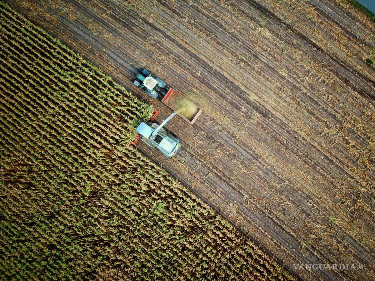 $!CBP detecta rara plaga agrícola procedente de México durante inspección en la frontera de Arizona
