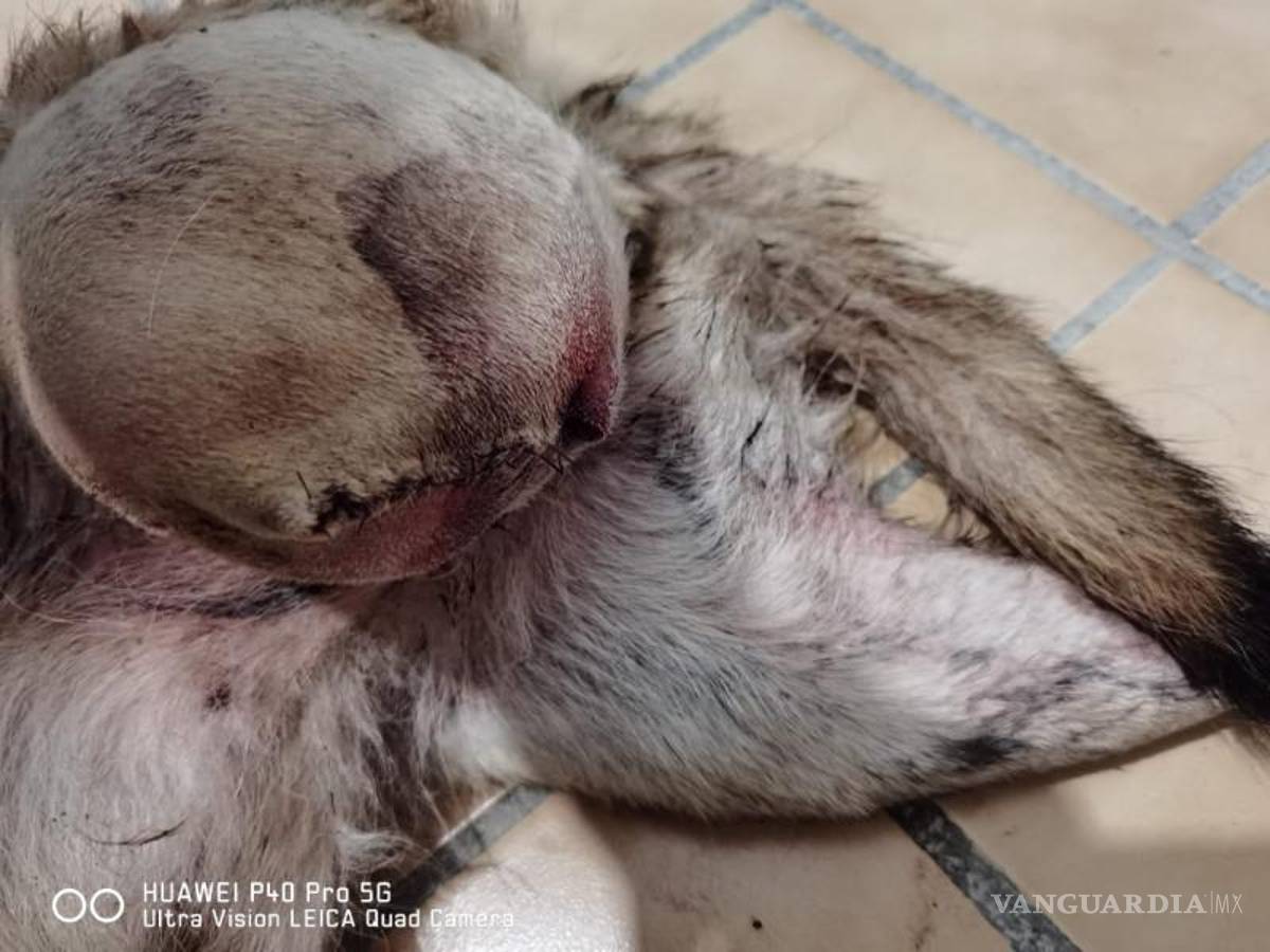 $!La patita trasera izquierda de Laisha tuvo que ser amputada por el impacto que recibió.