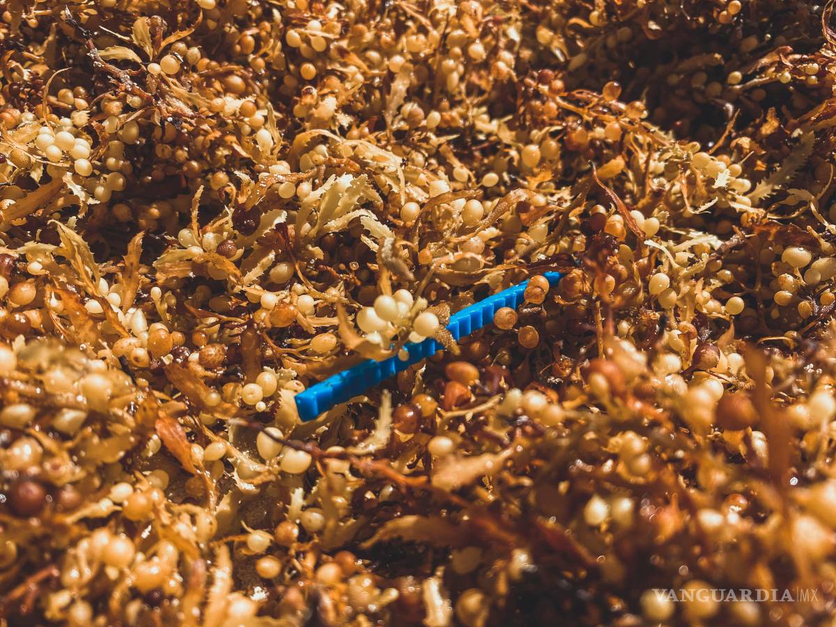 $!Cinturón masivo de sargazo avanza por el Atlántico y amenaza con un arribo sin precedentes al Caribe Mexicano