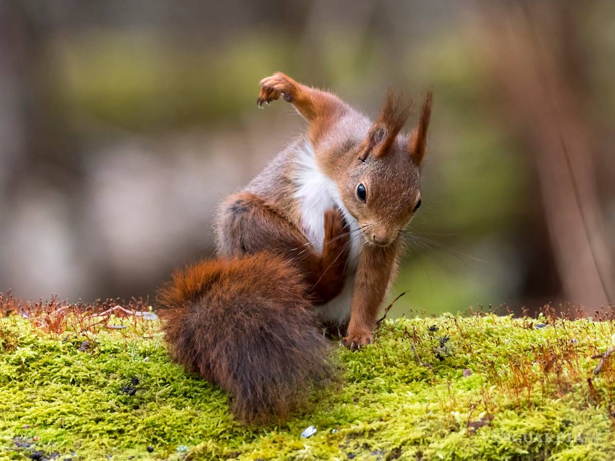 $!Comedy Wildlife Photography Awards: Los momentos más graciosos del mundo animal